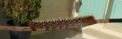 Lasiocampa quercus
